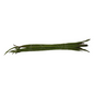 Drumstick (Shevga) - 500 GM